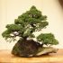 盆栽　- 日本文化の進むべき道を示す –